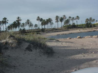 Palmenbucht