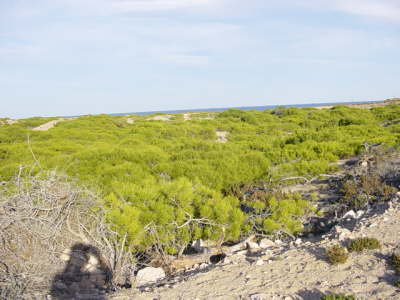 La Mata