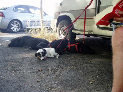 Schlafende Hunde