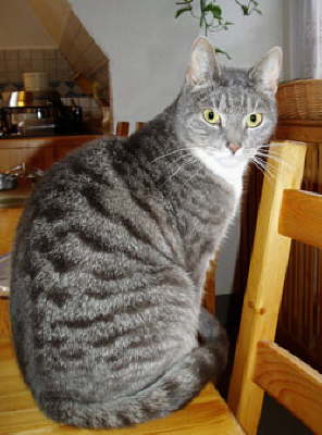 Edle Schnheit